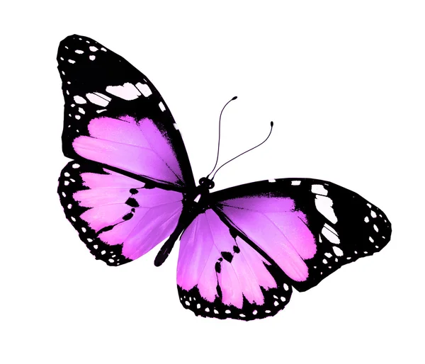 보라색 나비, 흰색 절연 — 스톡 사진