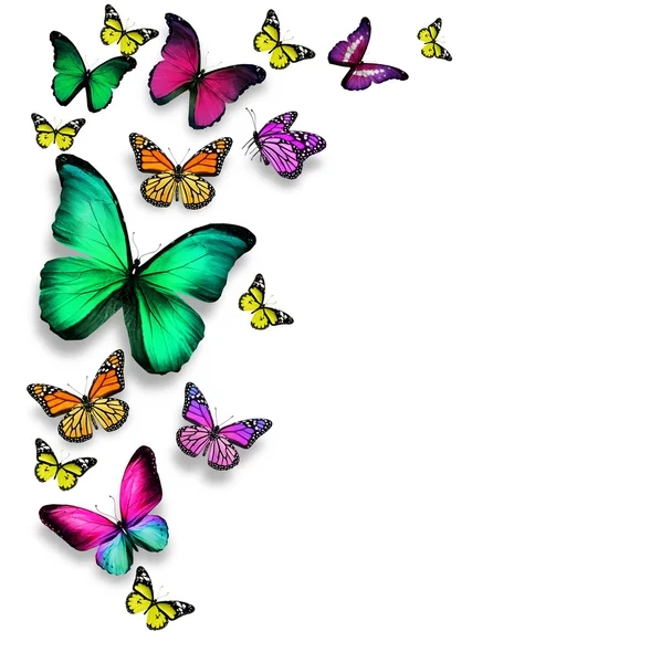 Beyaz arka plan üzerinde izole renkli kelebekler