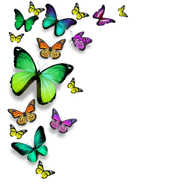 Beyaz arka plan üzerinde izole renkli kelebekler — Stok fotoğraf