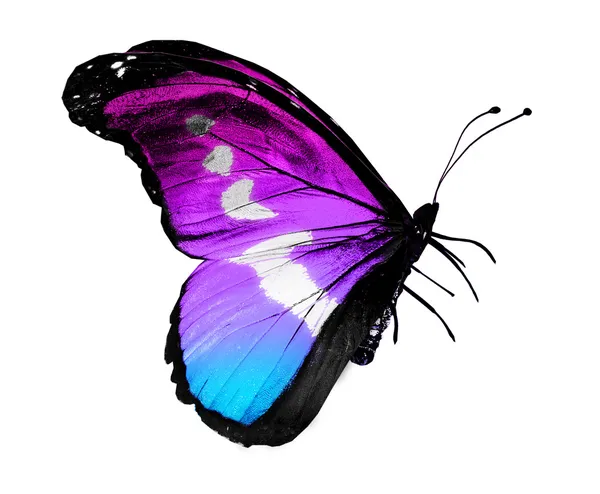 컬러 나비, 흰색 절연 — 스톡 사진