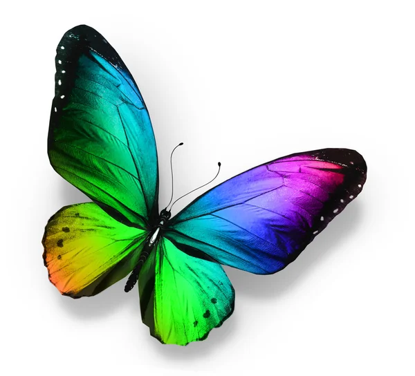 Download 1 694 Rainbow Butterfly Stock Photos Free Royalty Free Rainbow Butterfly Images Depositphotos