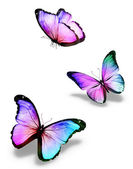 tři barevné motýly, izolované na bílém