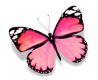 Beyaz arka plan üzerinde izole pembe kelebek