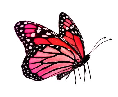 beyaz izole kırmızı pembe kelebek
