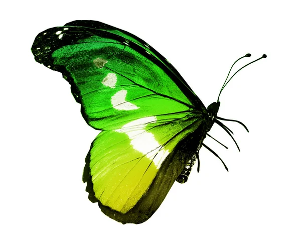 Mariposa verde amarilla, aislada sobre blanco — Foto de Stock