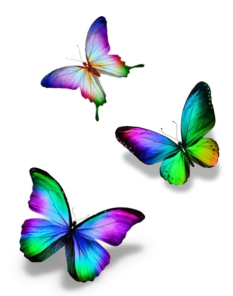 Three color butterflies, isolated on white — Stock Photo, Image