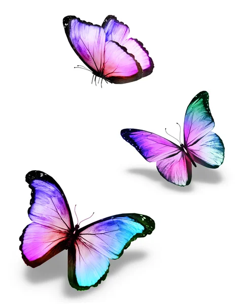 Three color butterflies, isolated on white — Stock Photo, Image