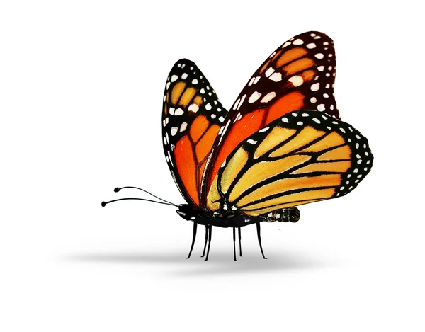 Mariposa naranja sobre fondo blanco — Foto de Stock