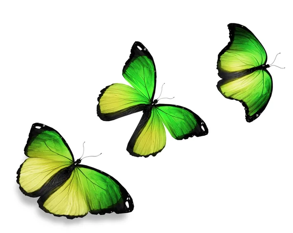 Three green butterfly, isolated on white background — Stock Photo, Image