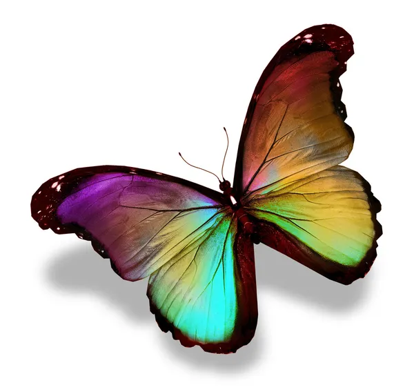 Morfo farfalla viola oro verde scuro, isolato su bianco — Foto Stock
