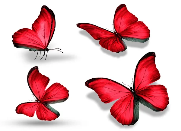 Cuatro mariposas rojas, aisladas sobre fondo blanco — Foto de Stock