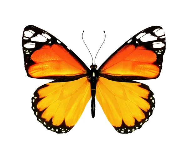 주황색 나비, 흰색 배경에 고립 — 스톡 사진