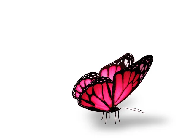 Розовая бабочка на белом фоне — стоковое фото