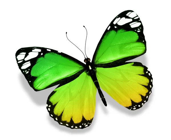 Зелёная желтая бабочка, изолированная на белом фоне — стоковое фото