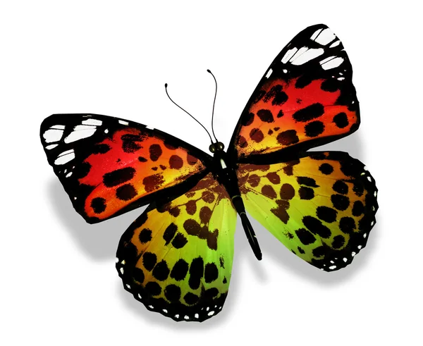 Orange gelb grüner Schmetterling, isoliert auf weißem Hintergrund — Stockfoto