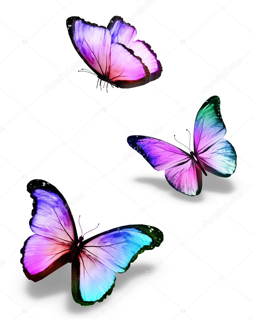 Three color butterflies, isolated on white