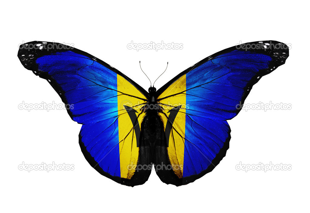 Barbados flag butterfly flying, isolated on white background