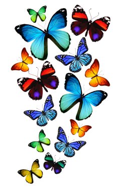 Beyaz arka plan üzerinde izole birçok farklı kelebekler