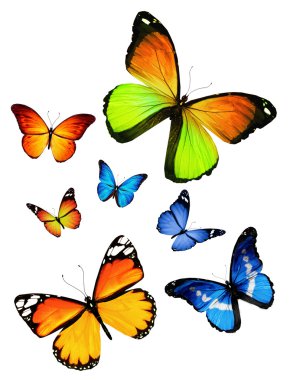 Beyaz arka plan üzerinde izole birçok farklı kelebekler