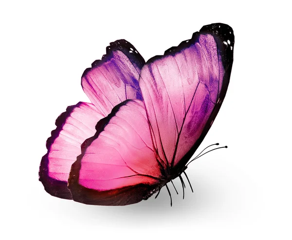 Pink butterfly, isolated on white background — Stock Photo © sun_tiger ...