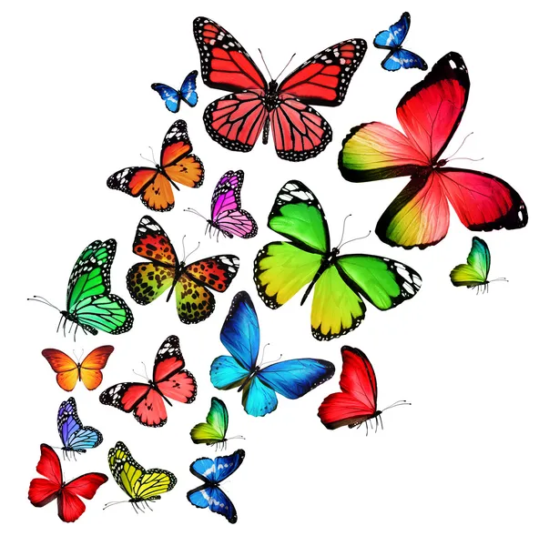 Muitas borboletas diferentes, isoladas em fundo branco — Fotografia de Stock