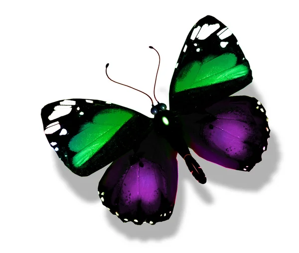 Mariposa de color, aislada sobre fondo blanco — Foto de Stock