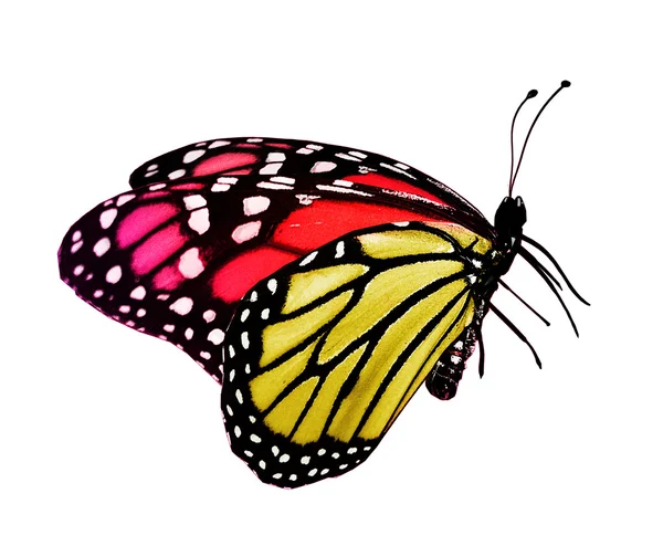 Väri perhonen, eristetty valkoinen — kuvapankkivalokuva