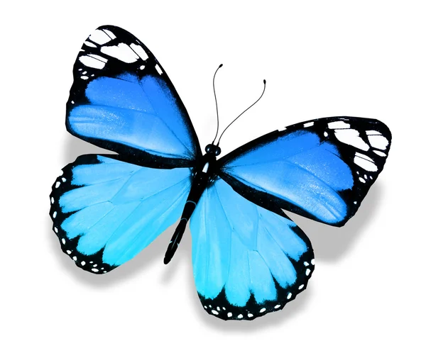 Blå fjäril, isolerad på vit bakgrund — Stockfoto