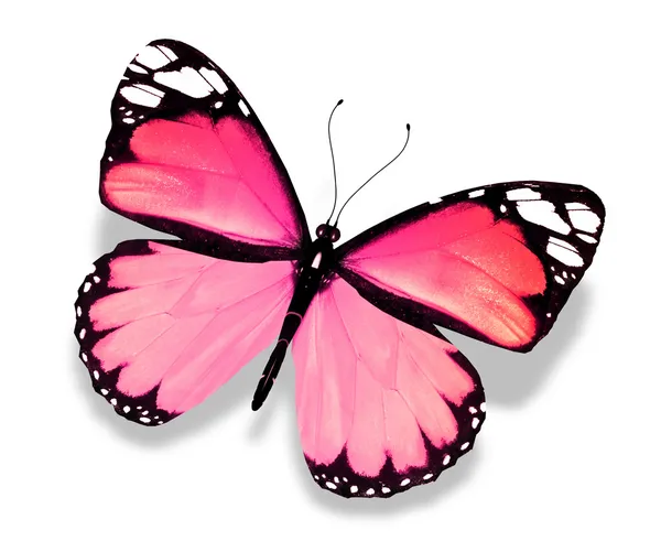 Różowy motyl, na białym tle — Zdjęcie stockowe