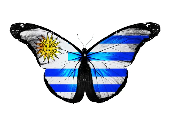 Farfalla bandiera Uruguay, isolata su sfondo bianco — Foto Stock