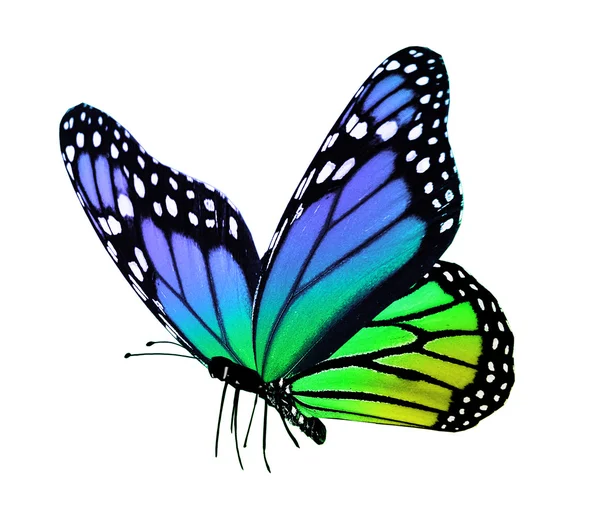 彩色蝴蝶，孤立在白色 — 图库照片