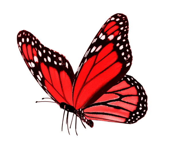 Red butterfly , isolated on white — Stock Photo, Image