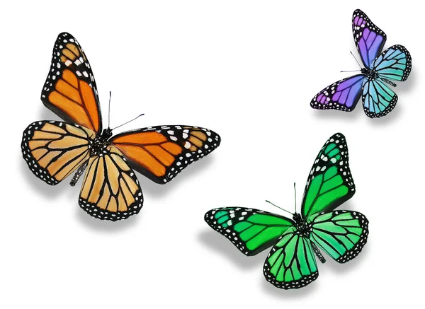 Drei farbige Schmetterlinge, isoliert auf weißem Hintergrund — Stockfoto