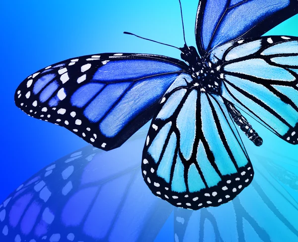 Синій метелик на синьому фоні — стокове фото