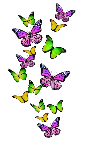 Molte farfalle diverse, isolate su sfondo bianco — Foto Stock