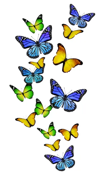 Beyaz arka plan üzerinde izole birçok farklı kelebekler — Stok fotoğraf