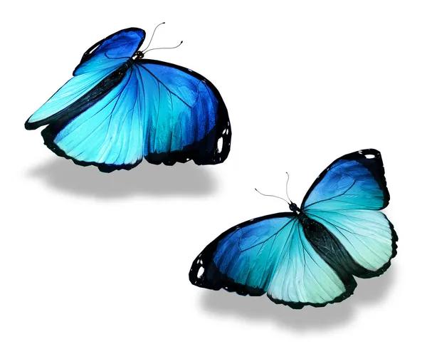 Δύο μπλε πεταλούδες, που απομονώνονται σε λευκό φόντο, η έννοια της συνάντησης — Φωτογραφία Αρχείου