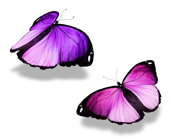 Two violet butterflies, isolated on white background, concept of meeting — Stock Photo, Image