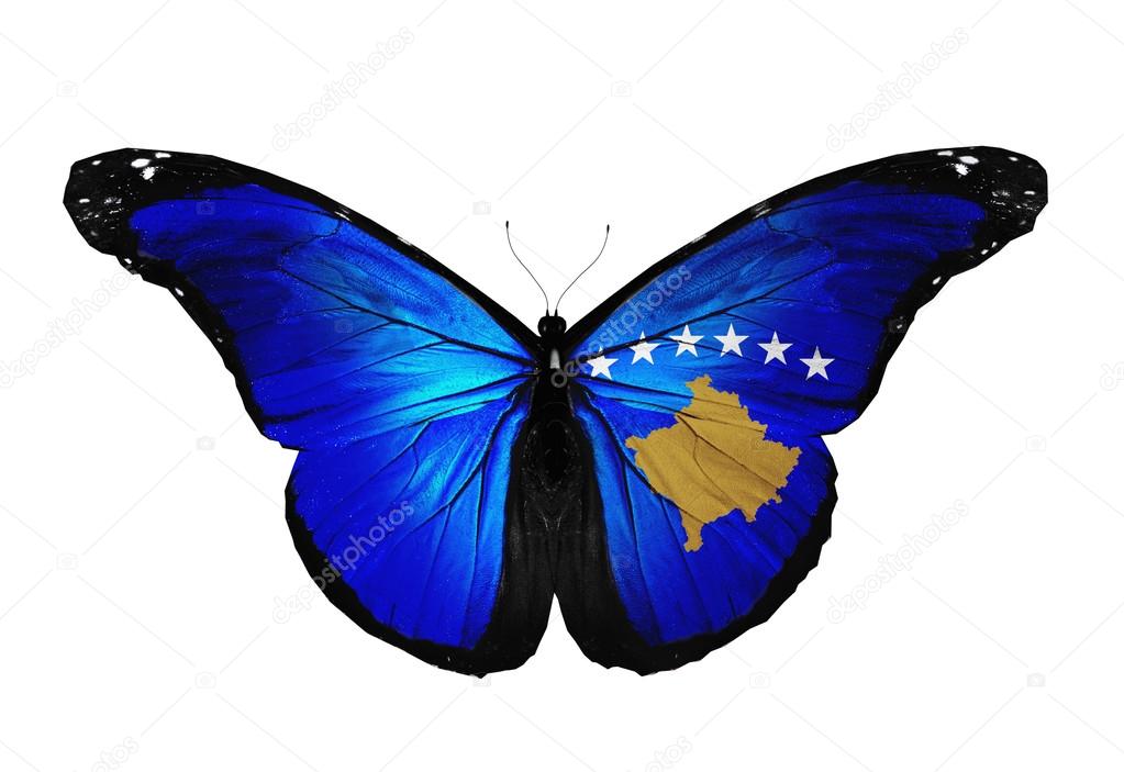 Kosovo flag butterfly flying, isolated on white background