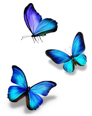 Three blue butterflies, isolated on white clipart