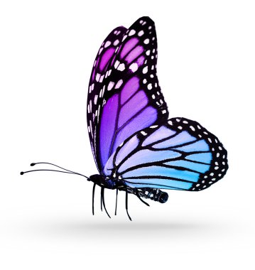 ipten kelebek, üzerinde beyaz izole