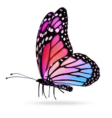 Beyaz ayna arka planda izole renkli kelebek