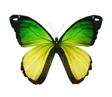 beyaz izole Morfo Yeşil Sarı kelebek