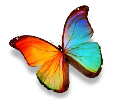 Morfo renkli kelebek, üzerinde beyaz izole