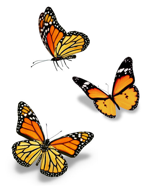 Trois papillons orange, isolés sur blanc — Photo
