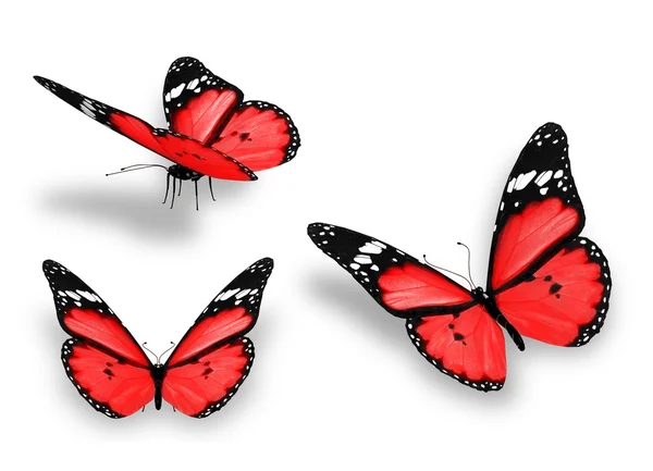 Trzy motyle czerwone, na białym tle — Zdjęcie stockowe