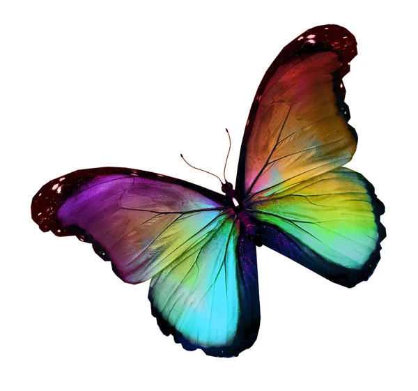Morpho papillon violet or vert foncé, isolé sur blanc — Photo