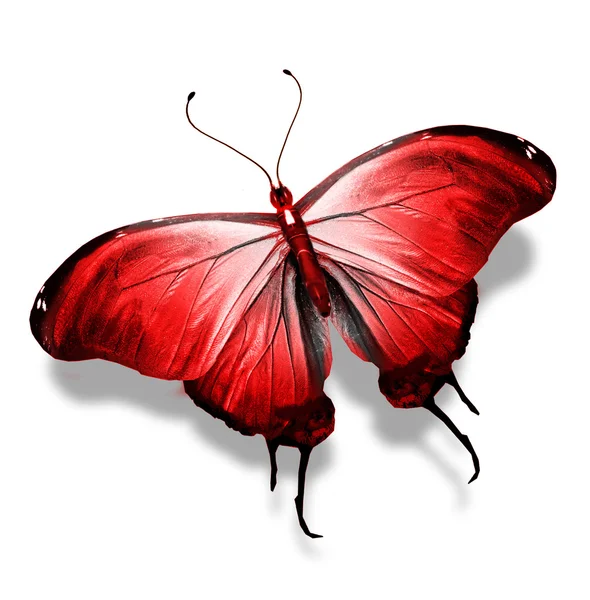 Mariposa roja, aislada sobre blanco — Foto de Stock