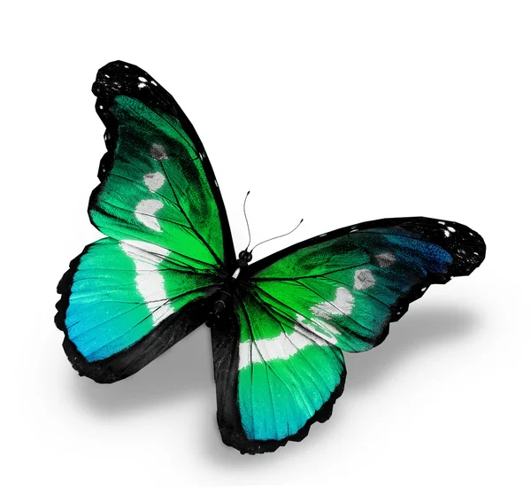 Morpho modrý zelený motýl, izolovaných na bílém pozadí — Stock fotografie