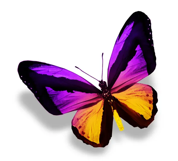 白で隔離される紫の黄色蝶 — ストック写真